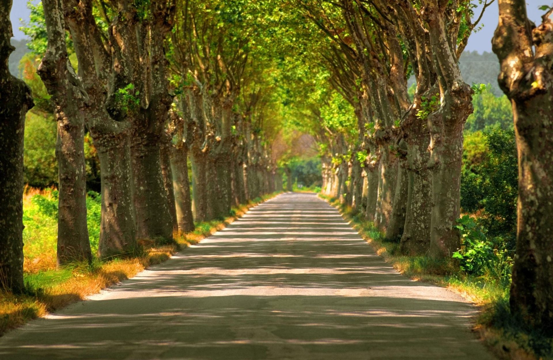 Tree-lined French country road